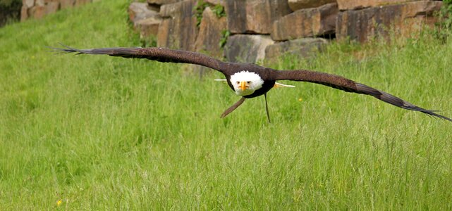 Flight raptor adler