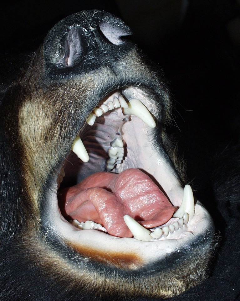 Nose animals british columbia
