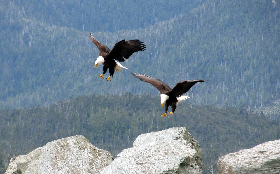 Birds landing flight