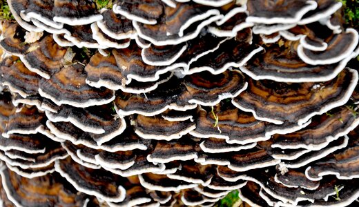Winter forest mushroom