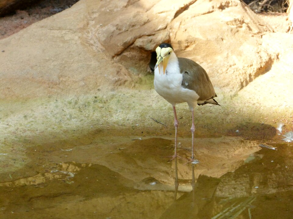 Water bird feather poultry