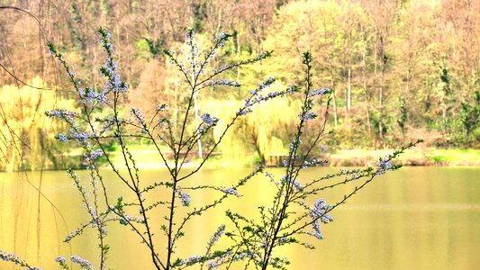 Spring lake flowers photo