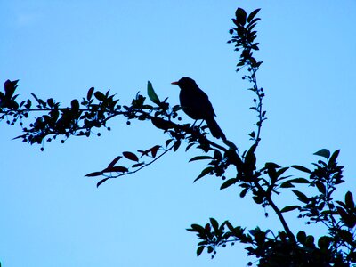 Branch blackbird nature photo