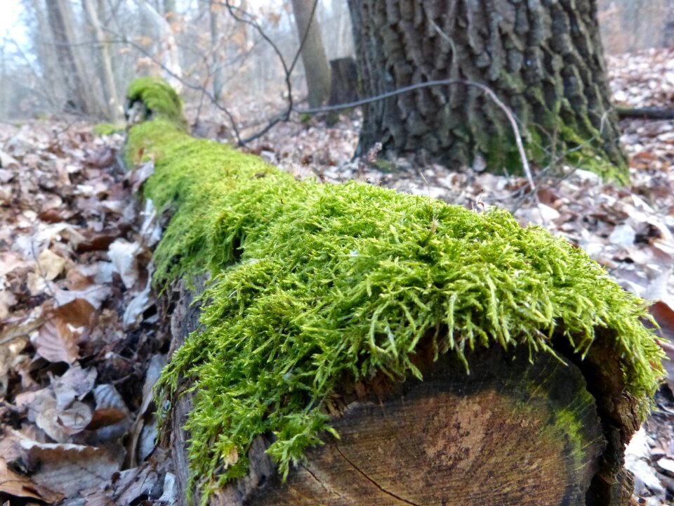 Green forest nature