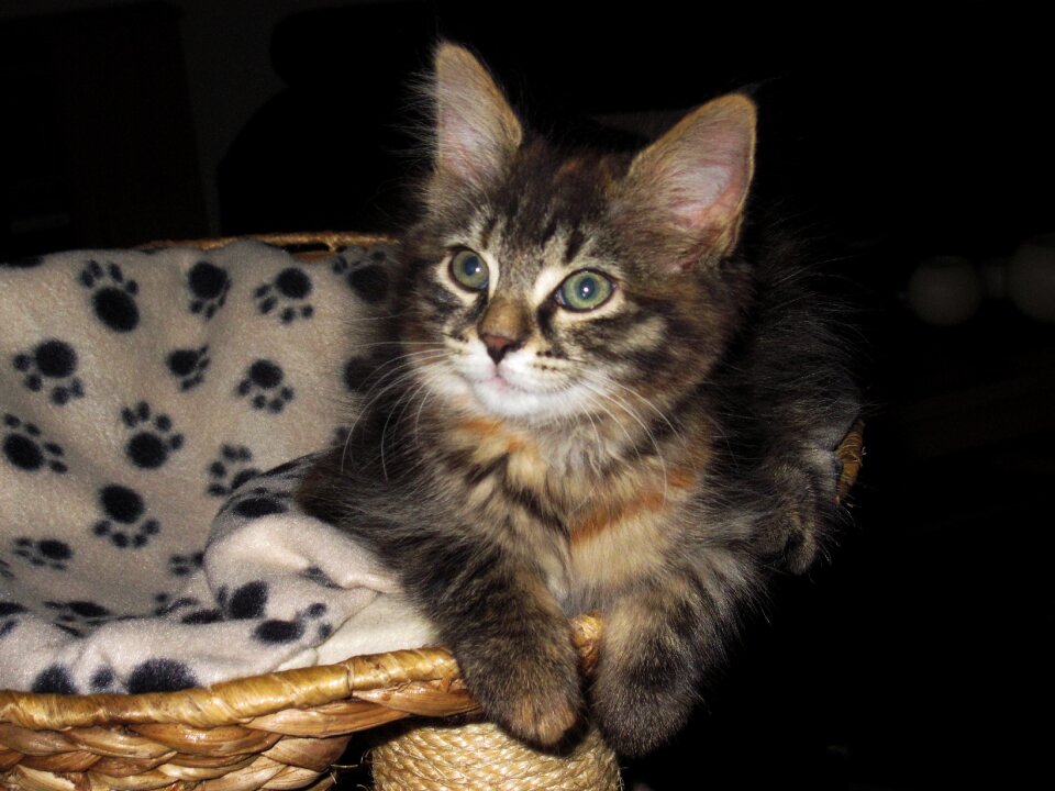 Cute breed cat kitten