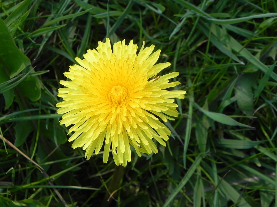 Meadow fresh growth