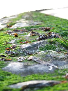 Nature sea stone