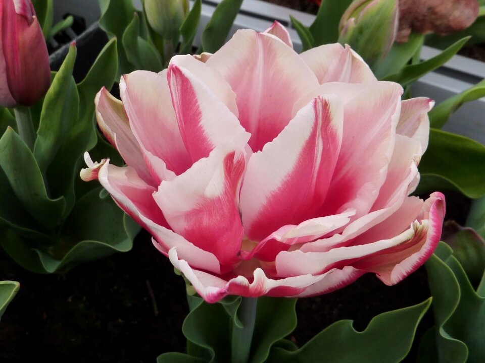 Tulip flower double wirosa