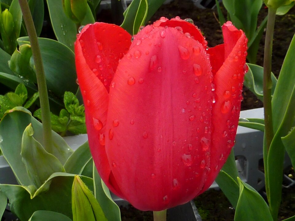 Red spring rain