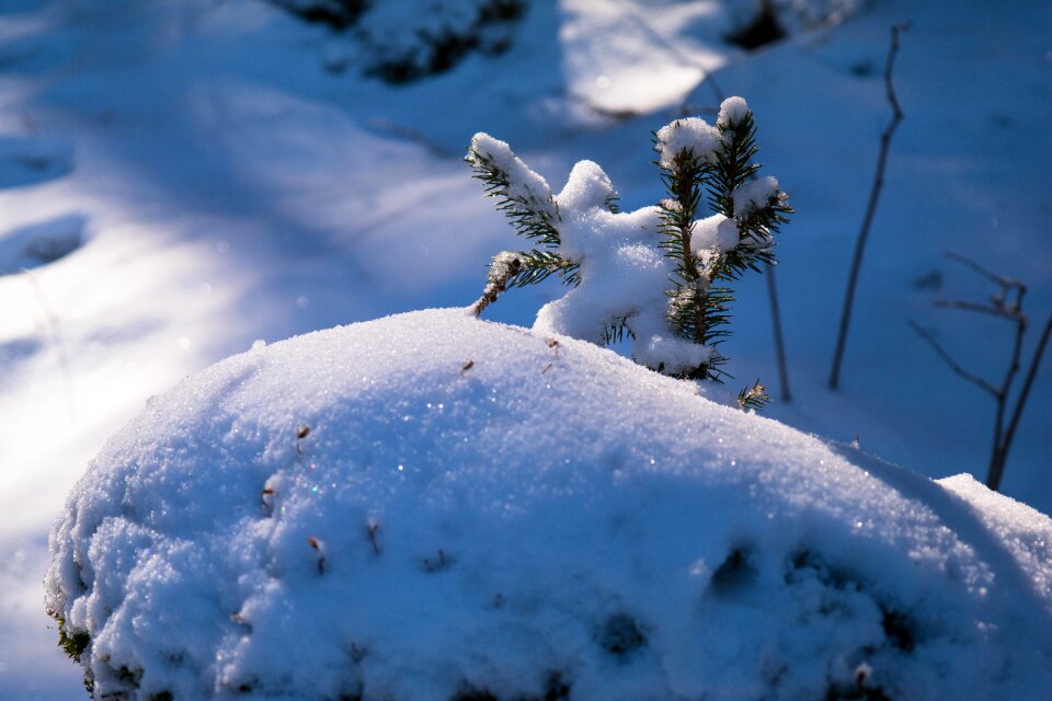 Branch needles snowy