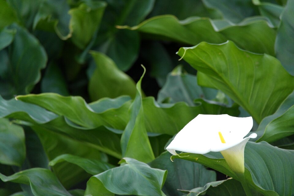 Flower calla spring