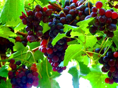 Grapevine italy vineyards photo