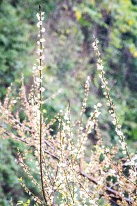 Daisy blossom blooming photo