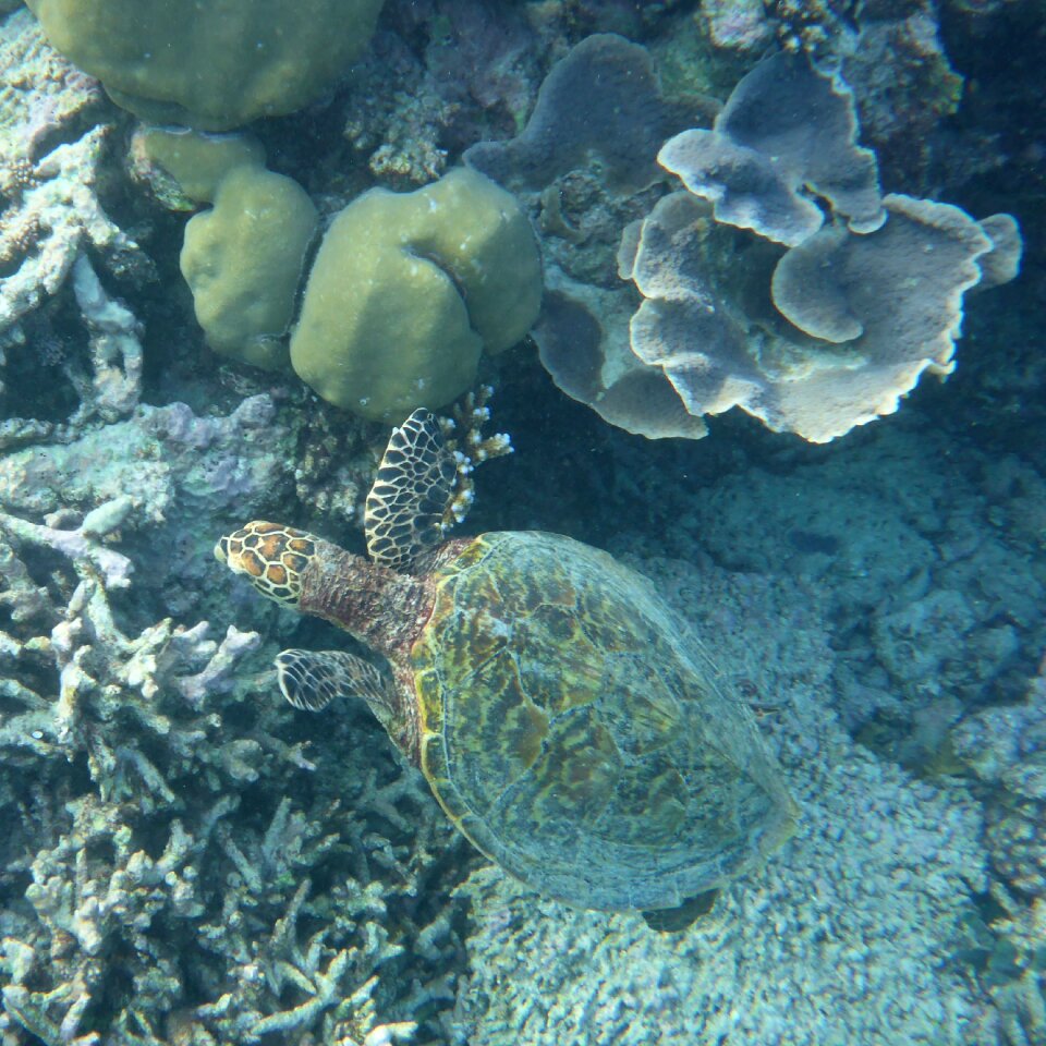 Sea coral reef vacations