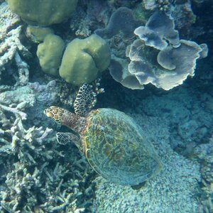 Sea coral reef vacations