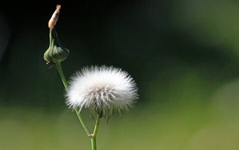Dandelion plant close