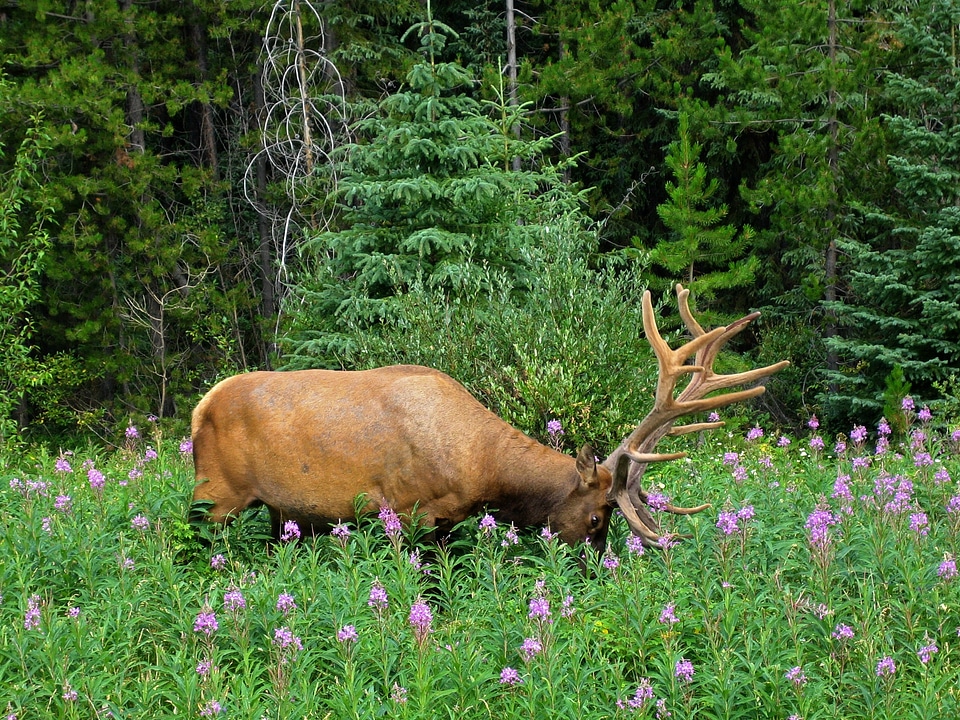 Canadien rockys nature alberta