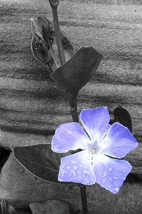Decorative bloom petal
