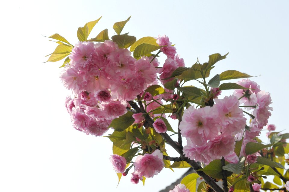 Malus spectabilis flowering qingming