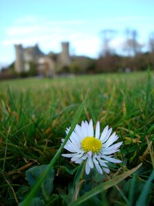 Grass grounds sky photo