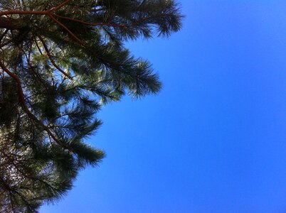 Tree blue contrast
