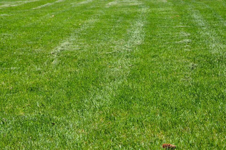 Baseball grass green golf