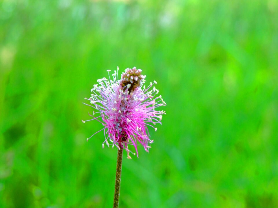 Field flower flower inflorescence