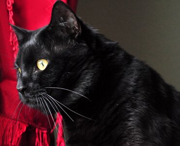 Black cat opinion photo