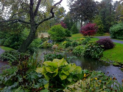 Foliage nature photo