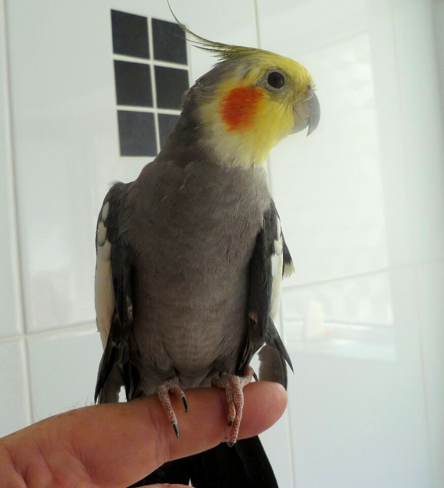 Colorful feather yellow