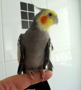 Colorful feather yellow