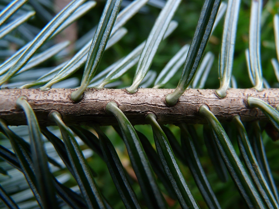 Silver fir white fir abies
