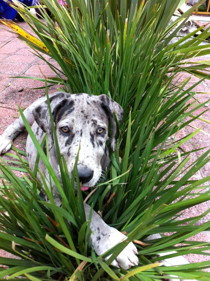 Pet puppy great danes