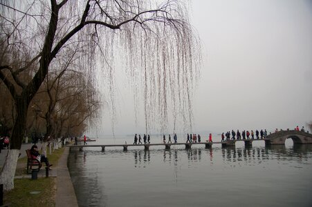 Lake view weeping willow west lake photo