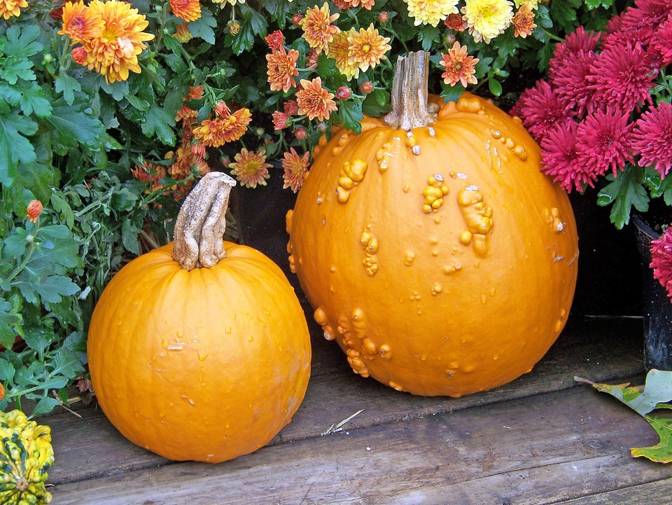 Autumn fall flowers