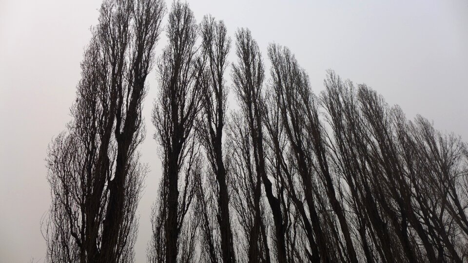 Giant trees upward grey skies