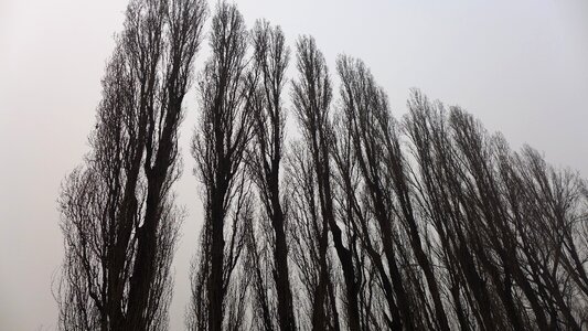 Giant trees upward grey skies photo