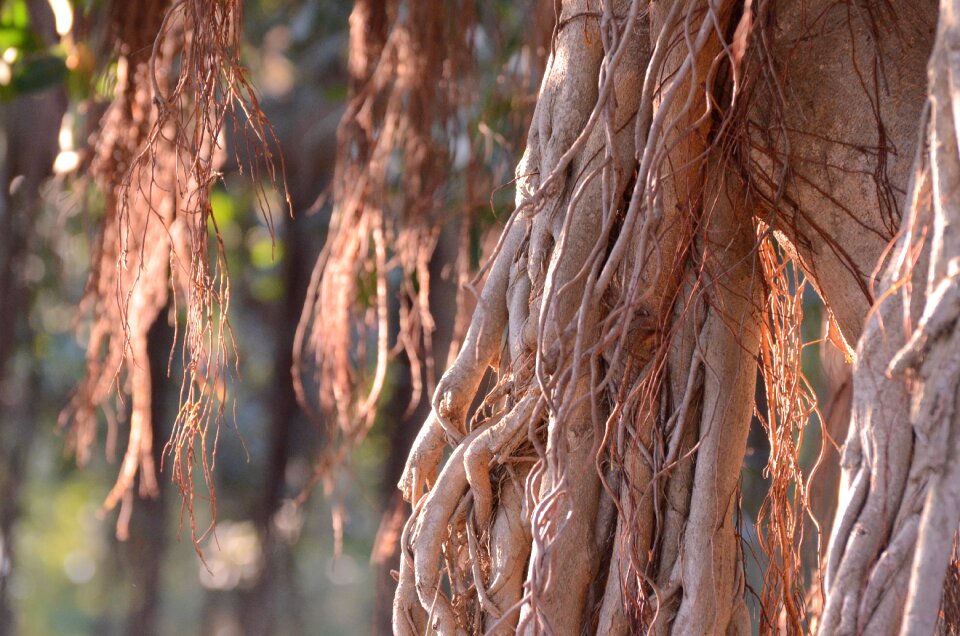 Brown nature