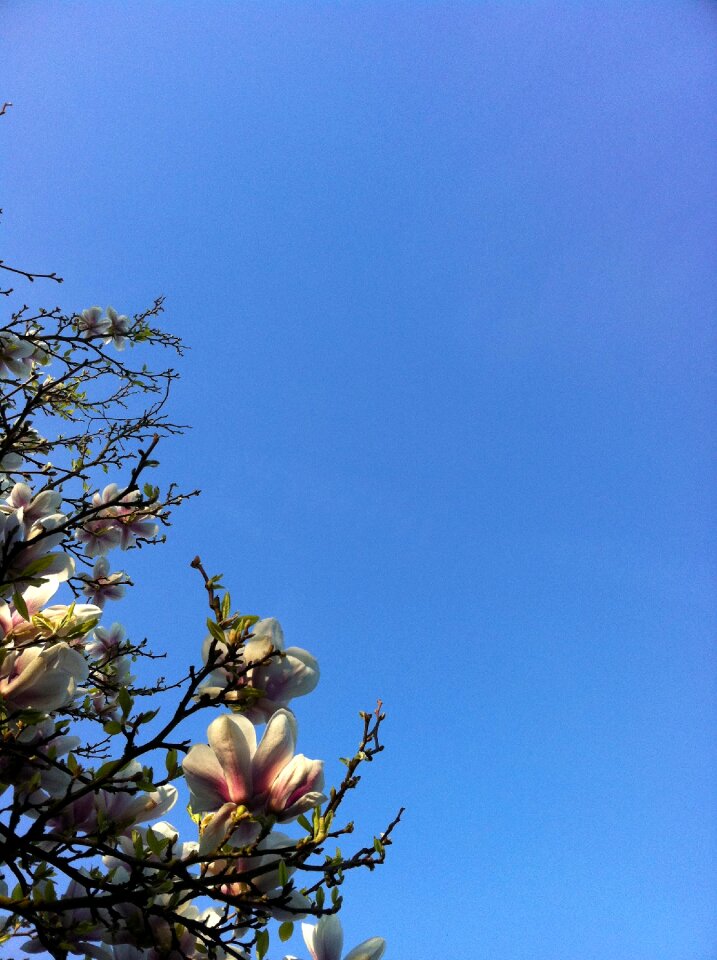 Bloom flowers blossom