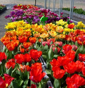 Flower tulip spring color