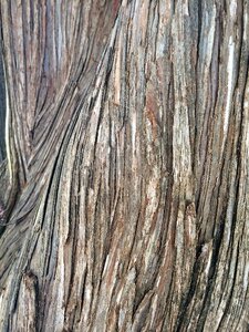 Bark nature tree