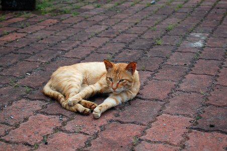 Cat ginger rangers photo