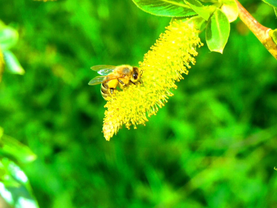 Insect nature flower photo