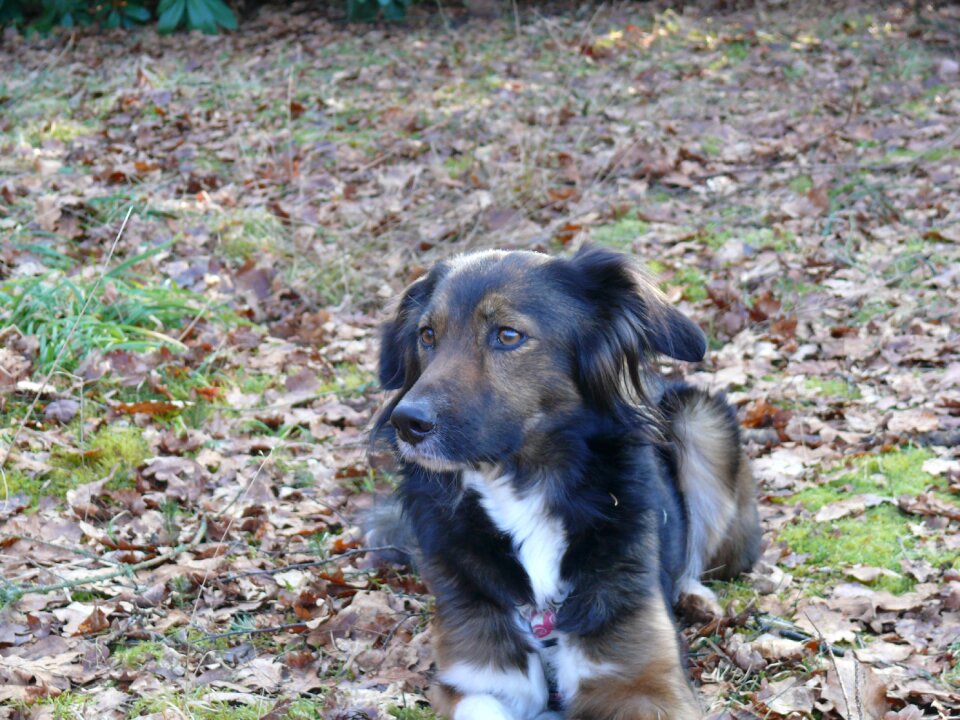 Irish setter border collie maja photo