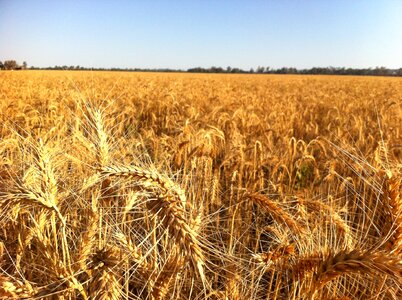 Harvest 2