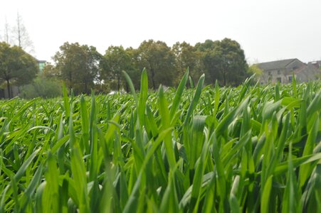 Spring home barley photo