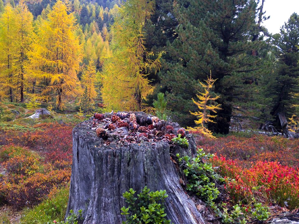 Yellow brown red