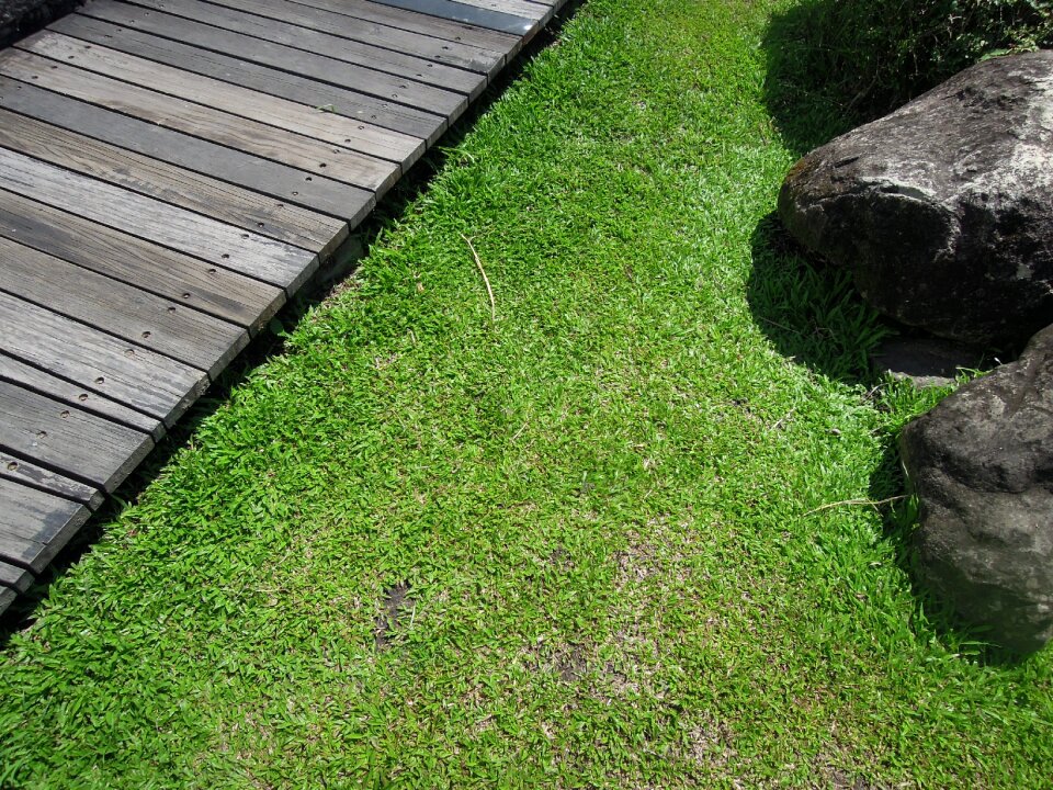 Rotten wood stone rot wood
