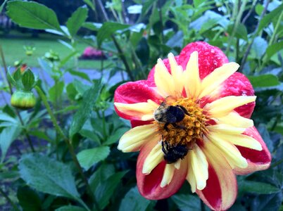 Flower garden