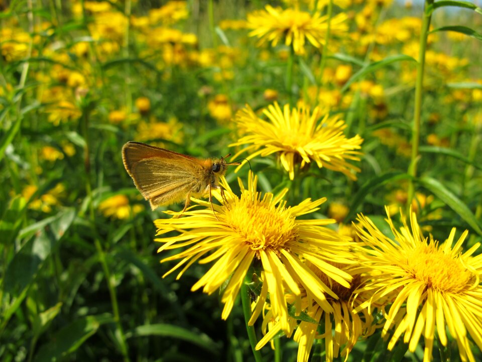 Flower butterfly soumračník